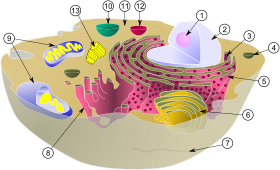 280px-Biological_cell.svg.png
